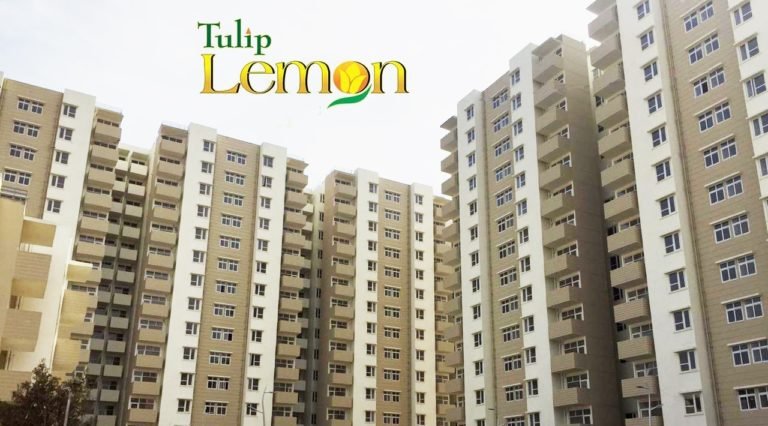 tulip lemon