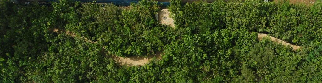 Urban Forest Top View