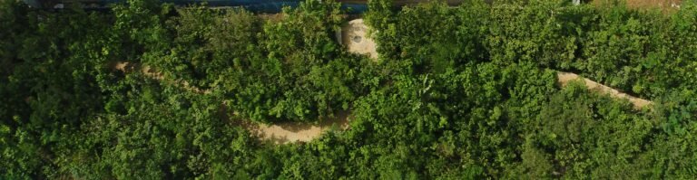 Urban Forest Top View