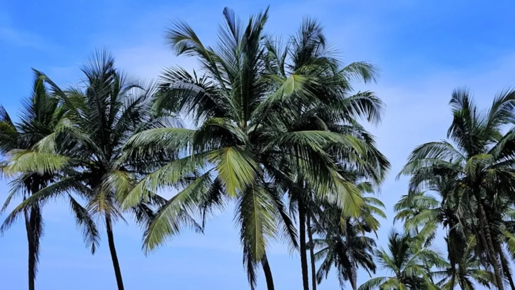 Goa real estate 1718865762979 1718865763245